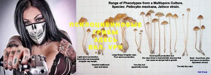 Псилоцибиновые грибы Psilocybe  Туринск 